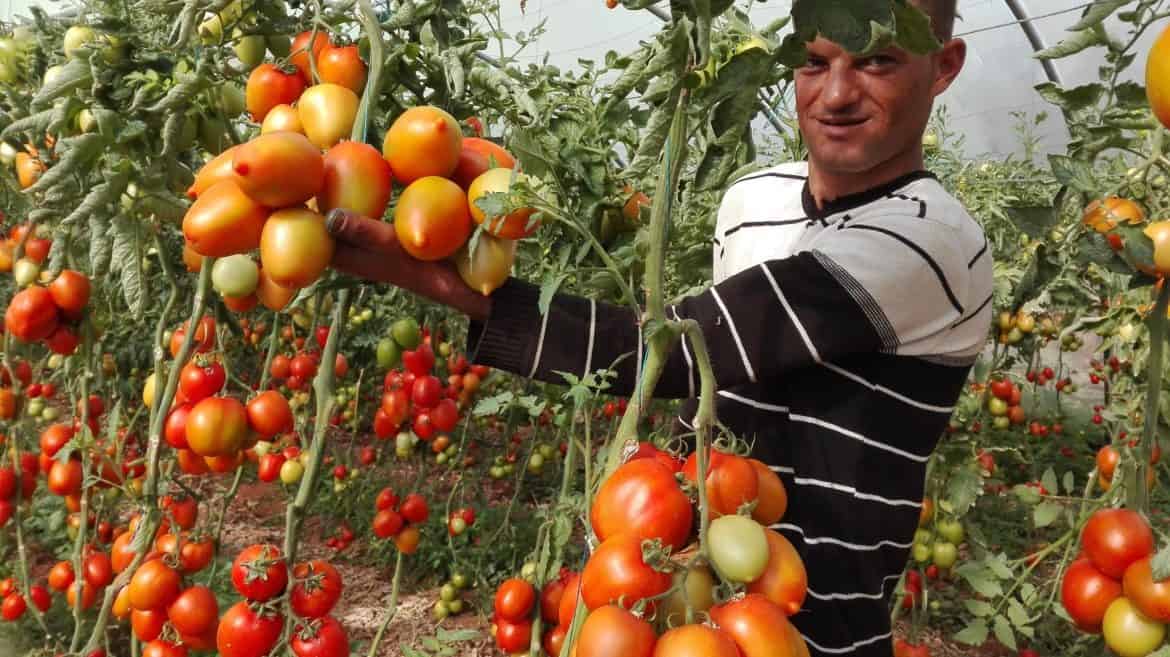 نابل: مرض اللفحة يضرب الطماطم ويخفض الإنتاج بنسبة 40%