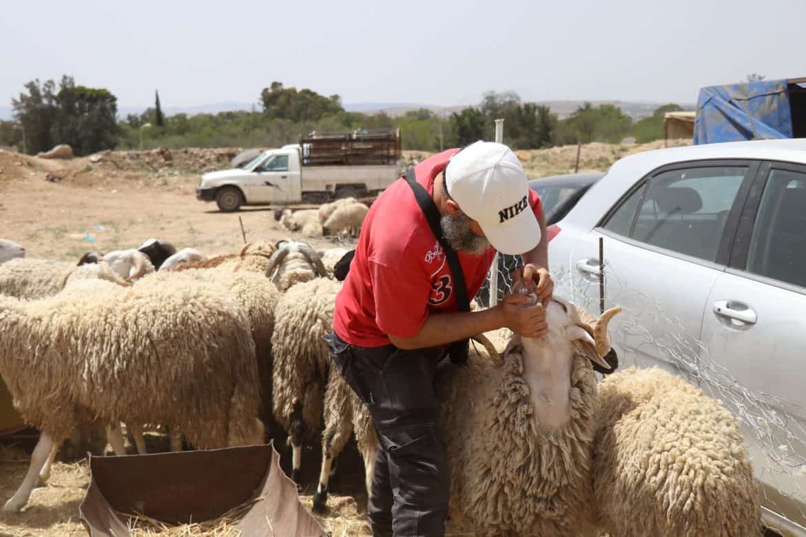 عميد البياطرة: التلاقيح البيطرية متوفّرة... لكن النقص في الأطباء يعيق التغطية الشاملة