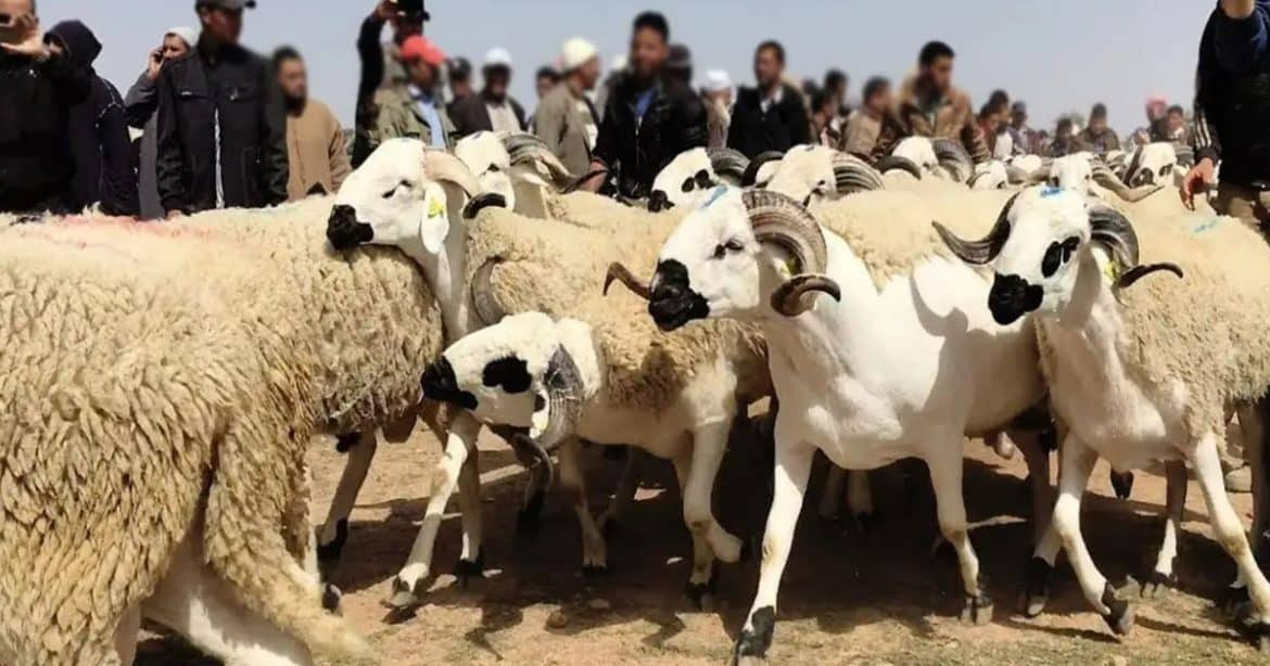 المغرب يمنع بيع أضاحي عيد الأضحى 2025 رسمياً