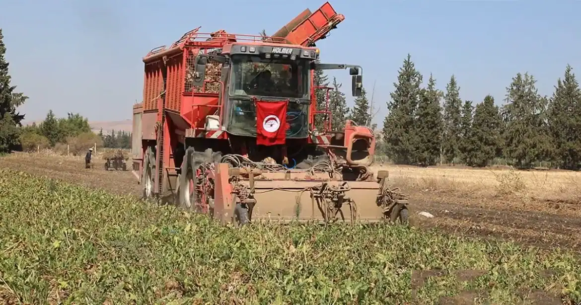 جندوبة: انطلاق زراعة اللفت السكري 2025 في بوسالم