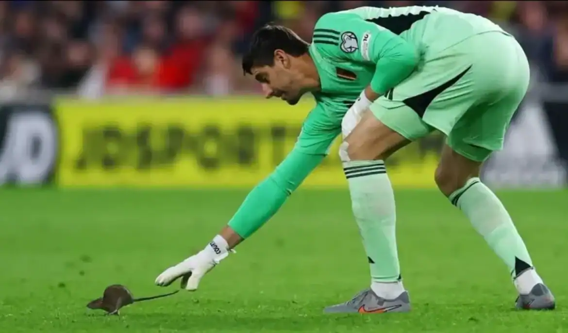 فأر يوقف مباراة ويلز وبلجيكا ويخطف الأضواء في تصفيات المونديال